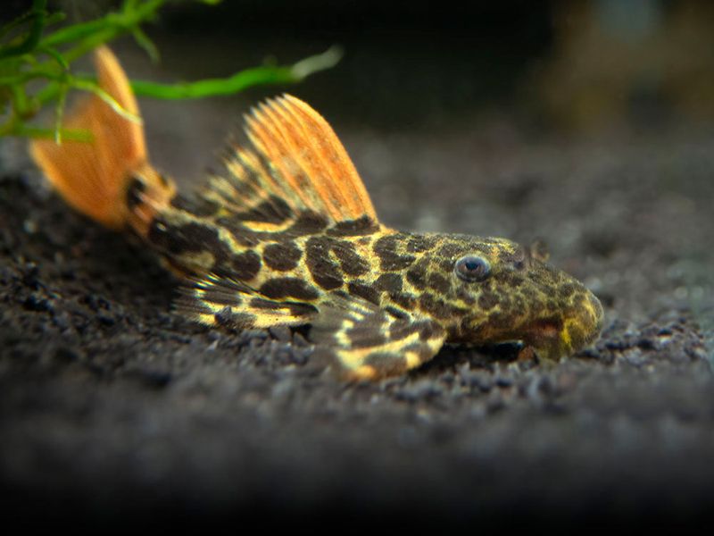 L600 Pseudoacanthicus leopardus
