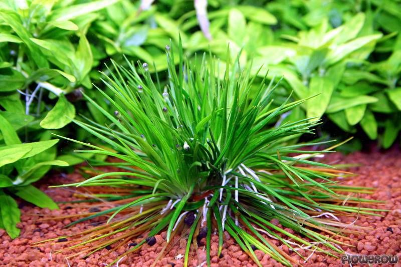 Eriocaulon sp Vietnam Akvarieplante