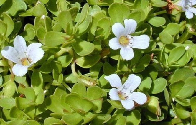 Hovedbilde Bacopa lanigera (white/green)