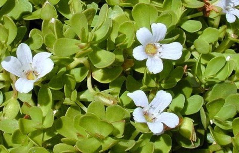 Bacopa lanigera (white/green)