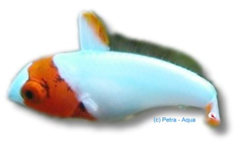 Bolbometopon bicolor