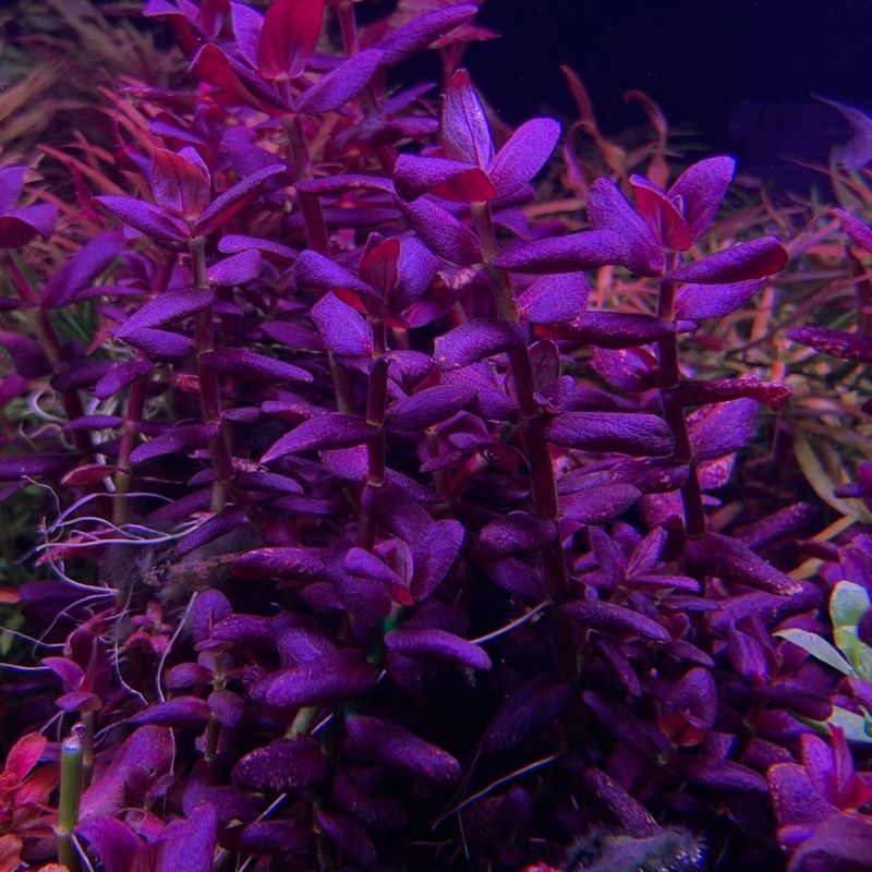 Bacopa salzmannii Purple 