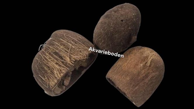 Hovedbilde Palm Pods