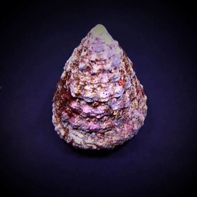 Hovedbilde Tectus fenestratus xxl (show size)