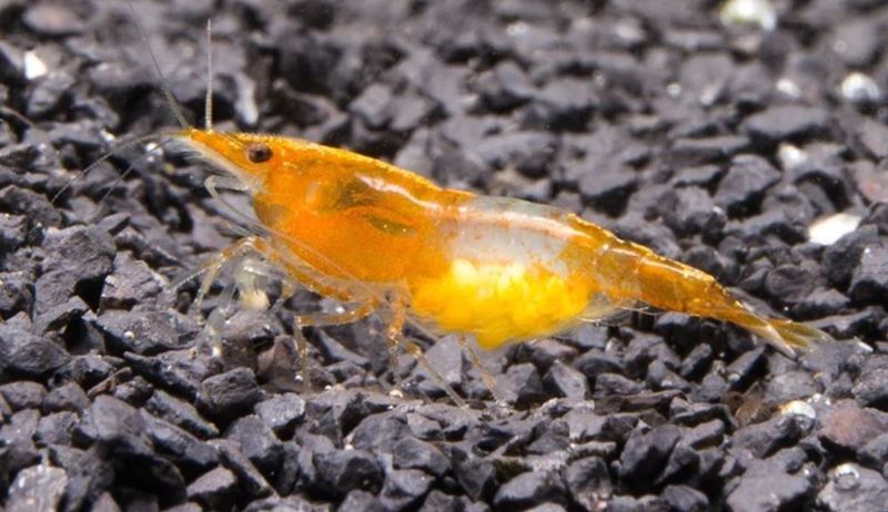 Neocaridina davidi Orange Rili Reker