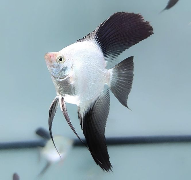 Hovedbilde PT.scalare bulgarian green 