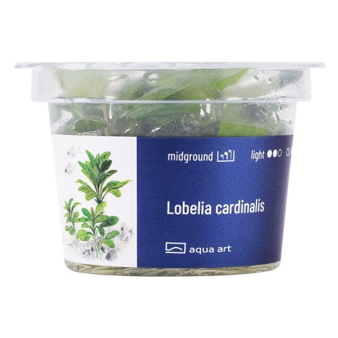 Hovedbilde Aqua-Art Invitro Lobelia cardinalis