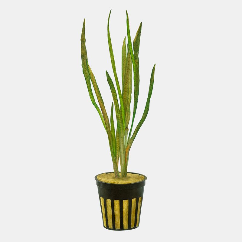 Vallisneria americana 