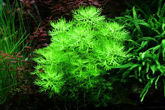 Hovedbilde Hottonia palustris 1-2 Grow