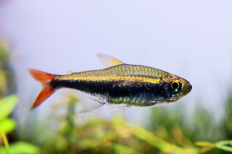 Hyphessobrycon loretoensis VF 