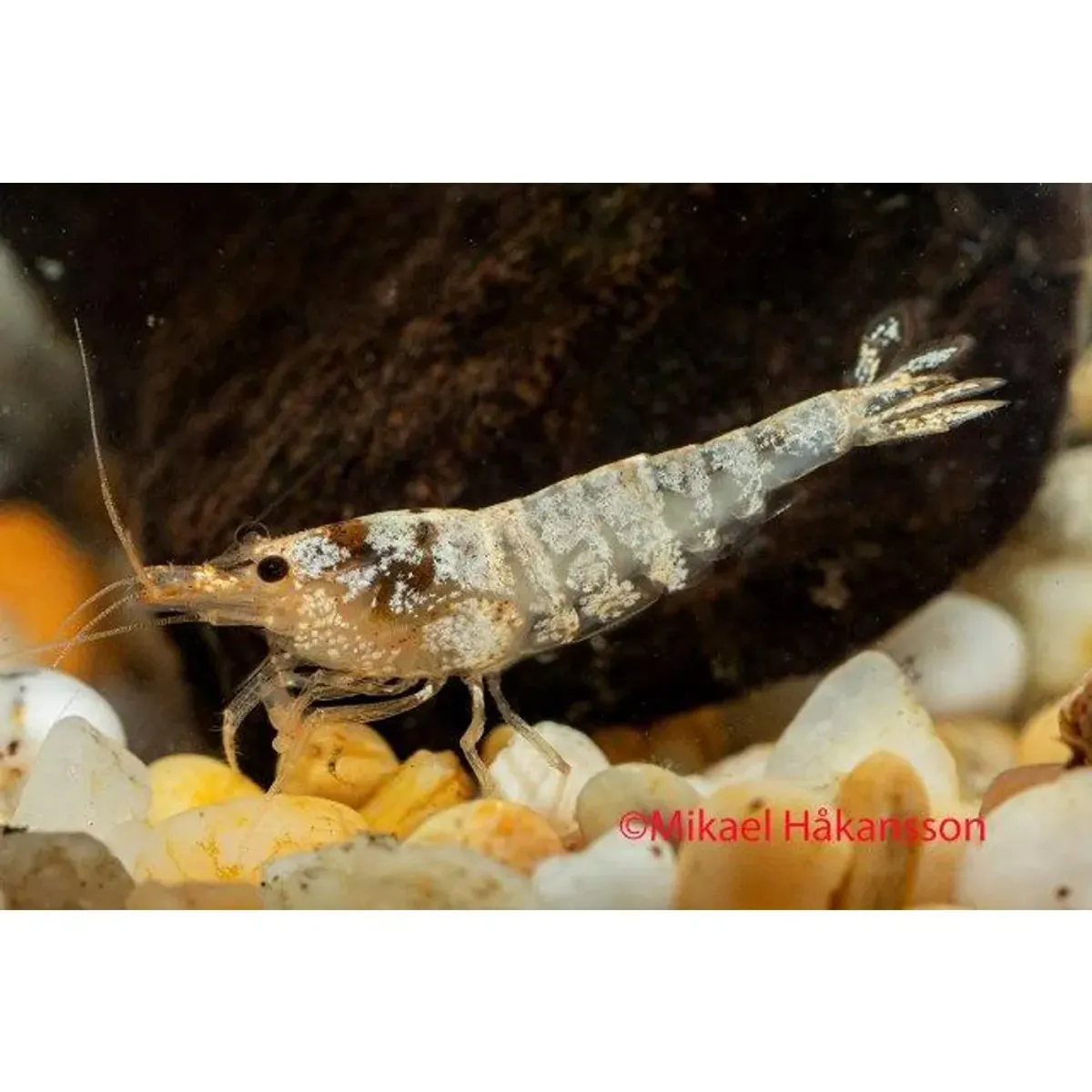 Caridina Snow Bee 