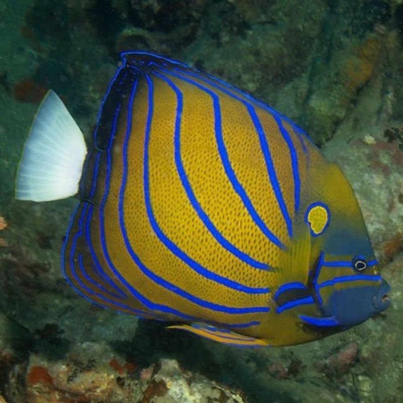 Pomacanthus annularis (Juvenile)