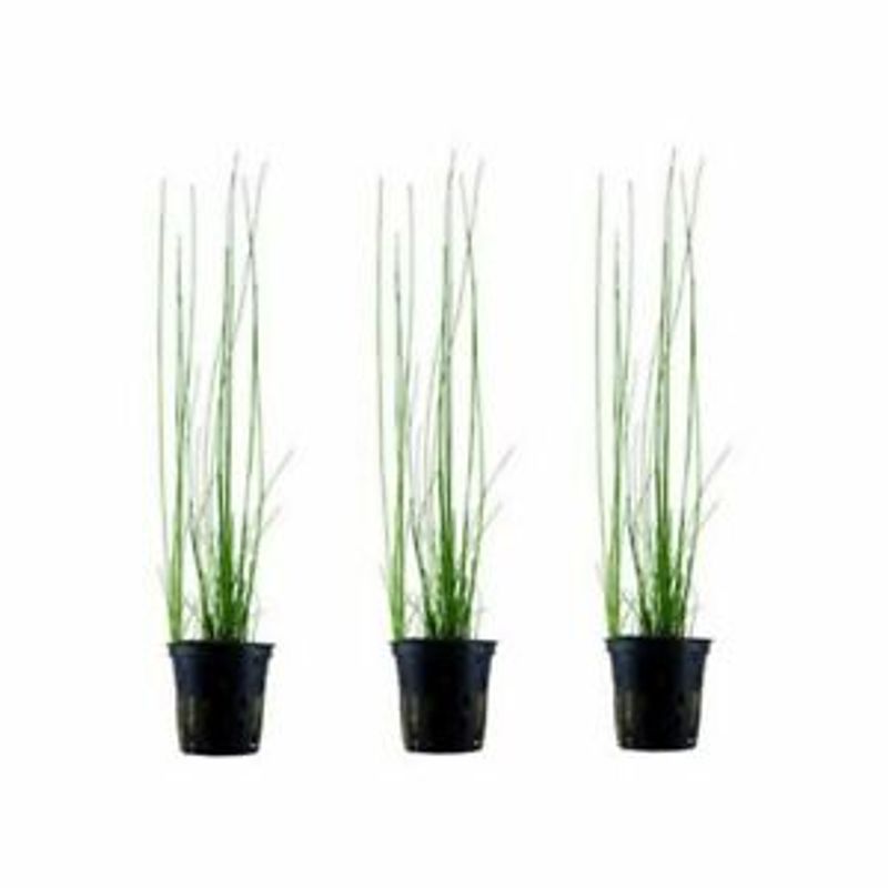 Eleocharis montevidensis (sjelden)