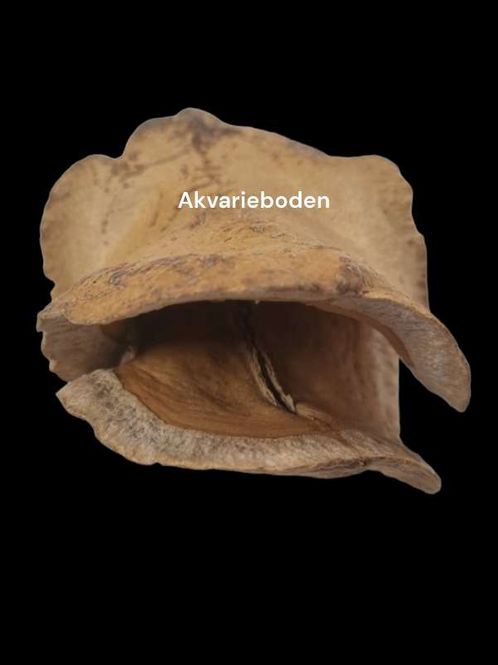 Hovedbilde Frogmouth Pod  Mini - Shrimp Cave