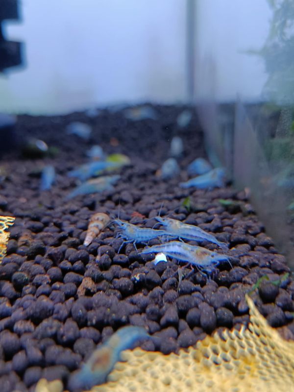 Neocaridina Blue Jelly 