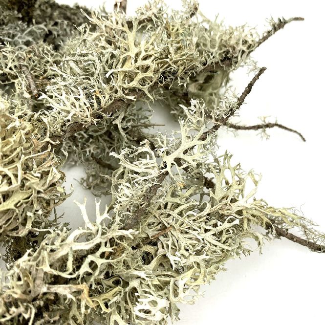 Hovedbilde  WIO Lichen Branches 5-30 cm 100g