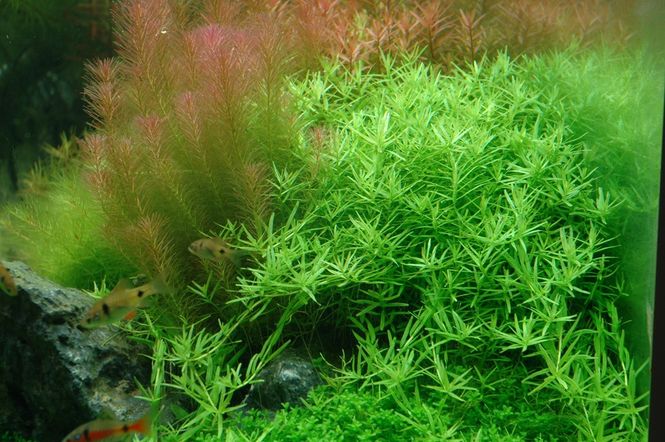 Hovedbilde Rotala rotundifolia Sp Green