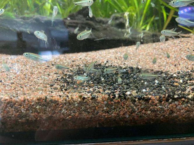Hovedbilde Hyphessobrycon saizi VF 