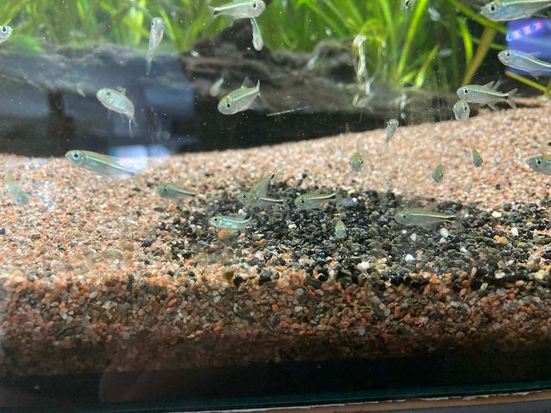 Hyphessobrycon saizi VF 