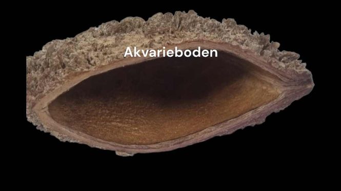 Hovedbilde Bolsa de Pastor Halvt Skall 