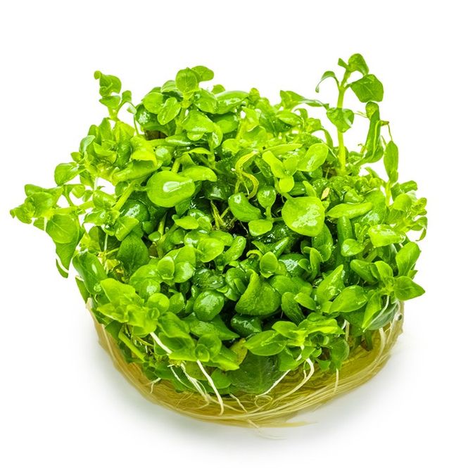 Hovedbilde Hygrophila serpyllum 1-2 Grow Invitro