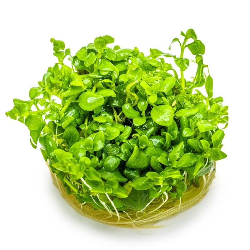 Hygrophila serpyllum 1-2 Grow Invitro