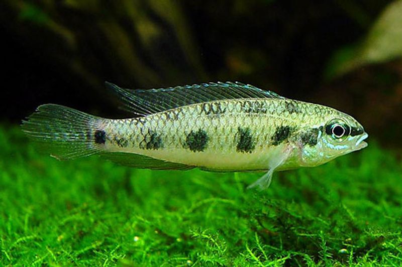 Sjakkbrett ciklide Dicrossus Maculatus VF 4-5cm 