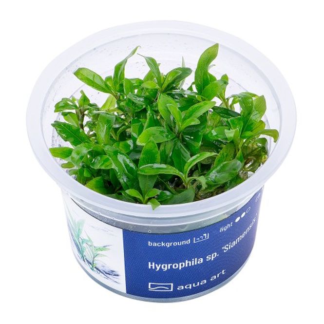 Hovedbilde Aqua-Art Invitro Hygrophila sp. 'Siamensis'