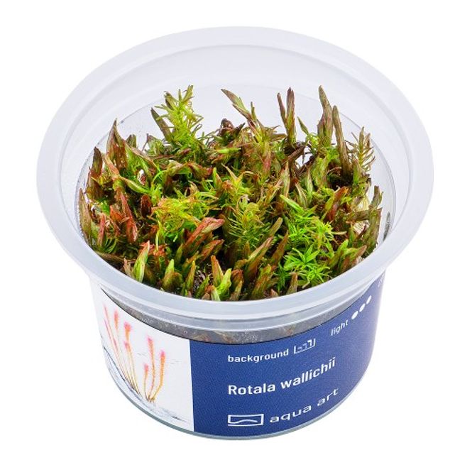 Hovedbilde Aqua-Art Invitro Rotala wallichii