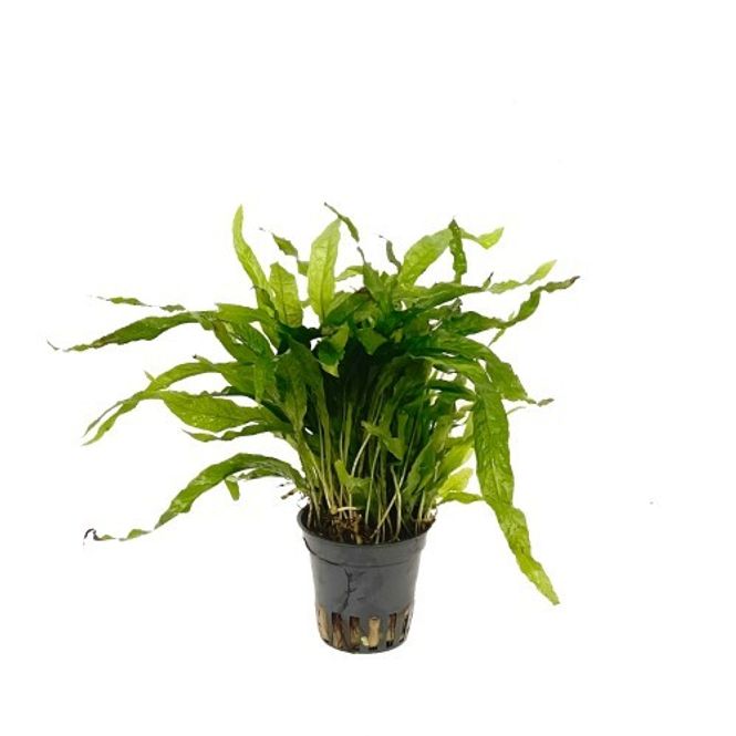 Hovedbilde Microsorum Mini 