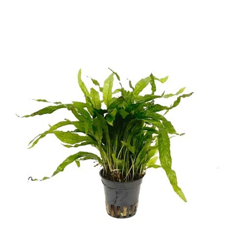Microsorum Mini 