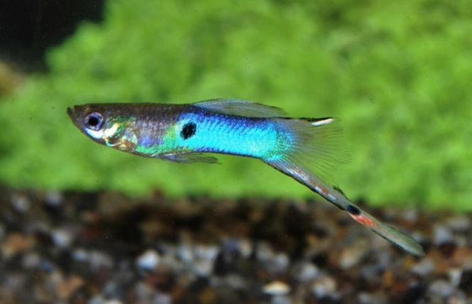 Hovedbilde Poecilia Wingei  Japan Blue par 