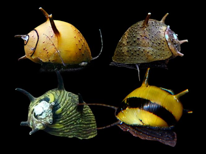 Hovedbilde Cliton sp tricolor