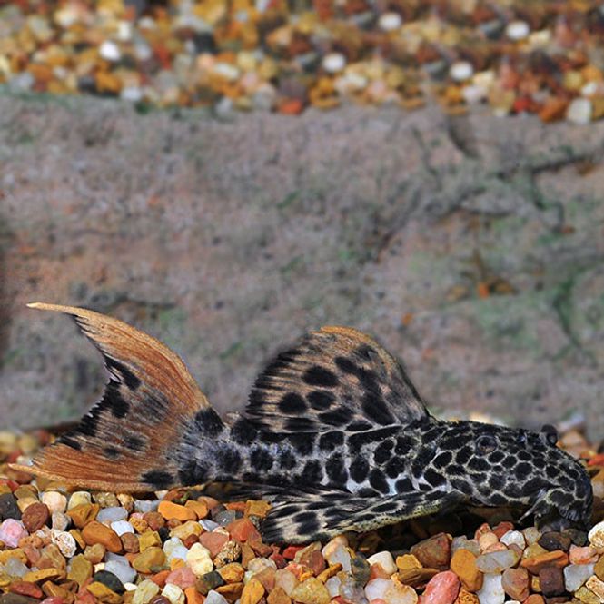 Hovedbilde L427 Pseudcantichus CF Leopard 