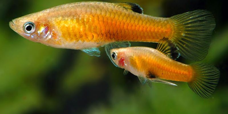 Phallichthys Tico Par