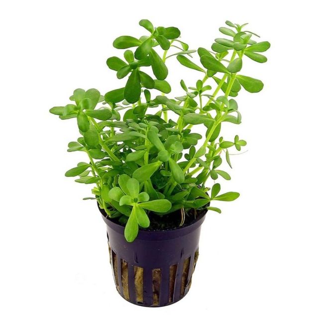 Hovedbilde Bacopa Monneri