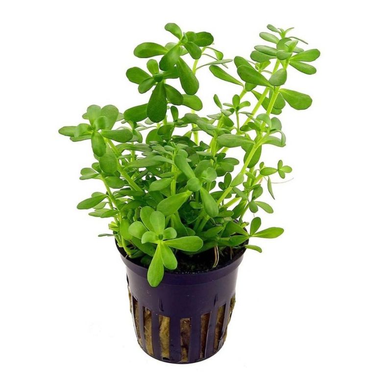 Bacopa Monneri