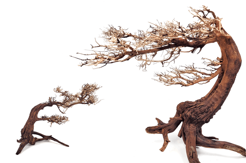 Wio Bonsai Arboretum Medium L: 30 - 50cm.  H: 25 - 35cm