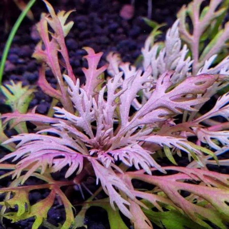 Hyptis laciniata (meget sjelden)