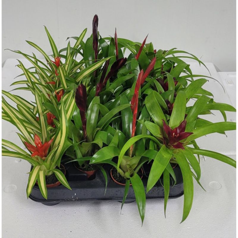 Bromelia mix 