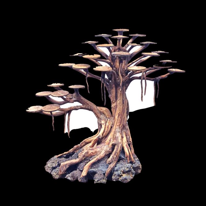Hovedbilde BONSAI RASAMALA  Medium 