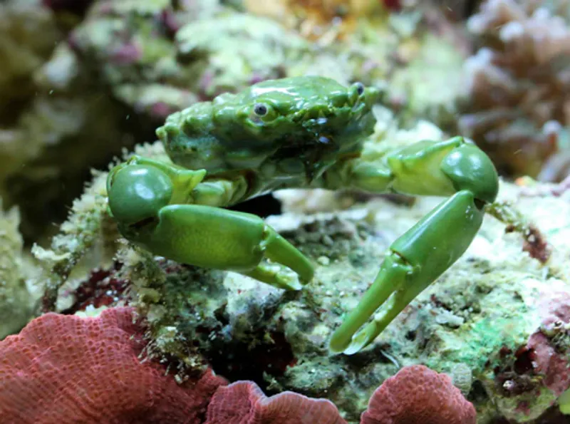 Mithraculus Sculptus 
