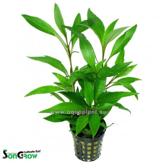 Hovedbilde Hygrophila stricta thai