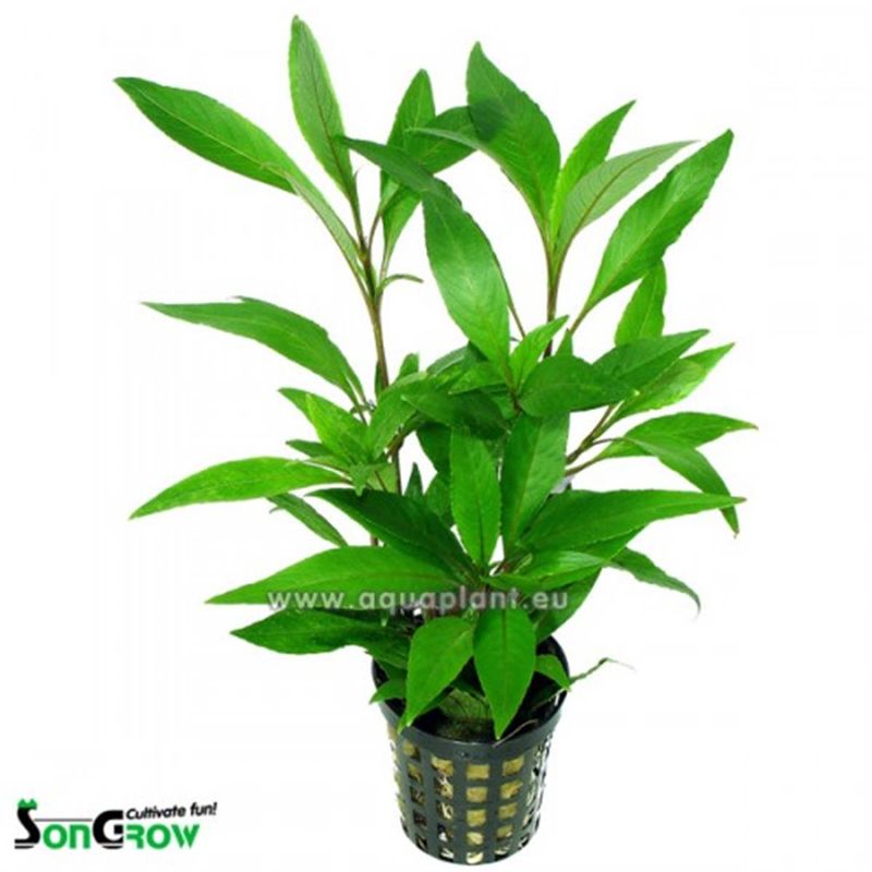 Hygrophila stricta thai