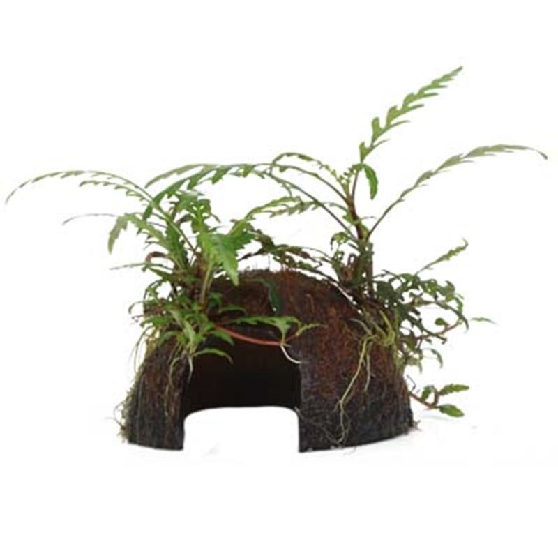 Hygrophila pinnatifida on coconut