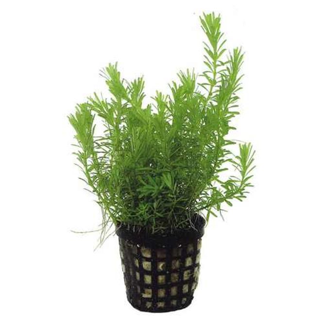 Hovedbilde Rotala sp Vietnam 