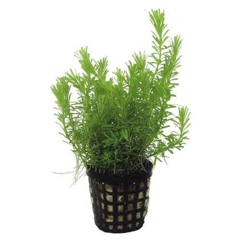 Rotala sp Vietnam 