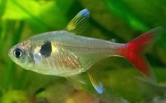 Hovedbilde Hyphessobrycon Roseus Gul Fantomtetra