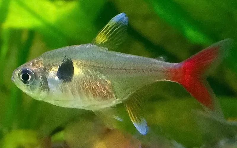 Hyphessobrycon Roseus Gul Fantomtetra