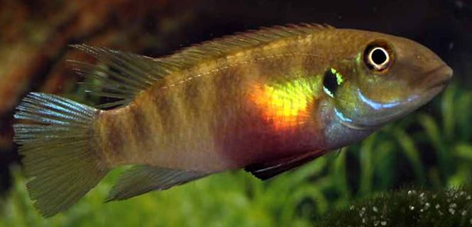 Hovedbilde Pelvicachromis humilis